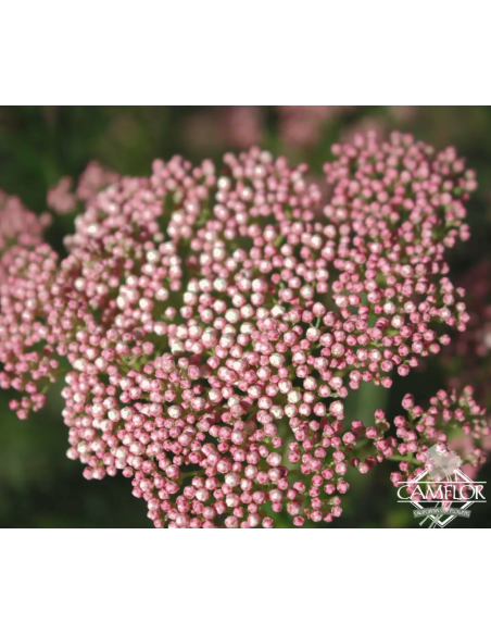 Riceflower Pink 5 / 10 / 15 / 20  Bunches