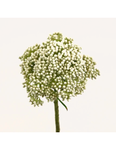 Yarrow White 60cm 5 / 10 / 15 / 20 bunches