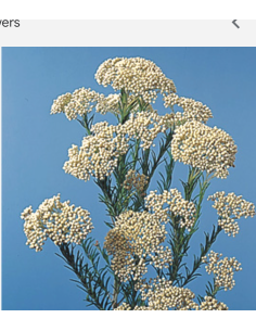 Yarrow White 60cm 5 / 10 / 15 / 20 bunches 2