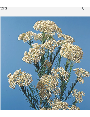 Yarrow White 60cm 5 / 10 / 15 / 20 bunches