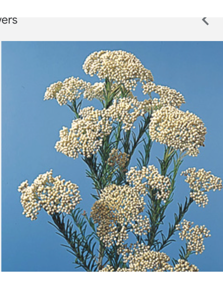 Yarrow White 60cm 5 / 10 / 15 / 20 bunches