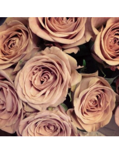 Rose Bigh Cappuccino 40cm  120 stems