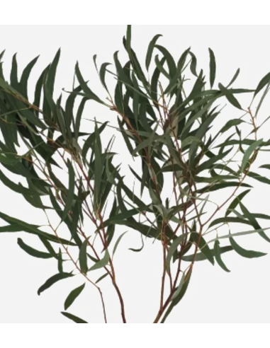 Eucalyptus Feather / Willow 5 / 10 / 15 / 20 bunches Eucalyptus Feather / Willow 5 / 10 / 15 / 20 bunches