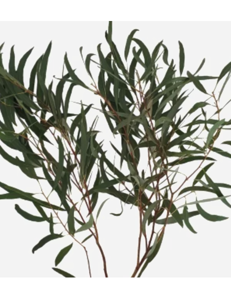 Eucalyptus Feather / Willow 5 / 10 / 15 / 20 bunches