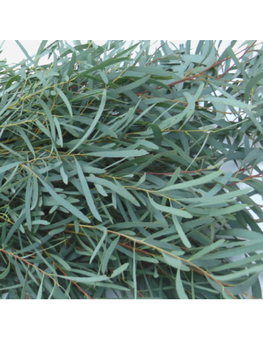 Eucalyptus Feather / Willow 5 / 10 / 15 / 20 bunches Eucalyptus Feather / Willow 5 / 10 / 15 / 20 bunches