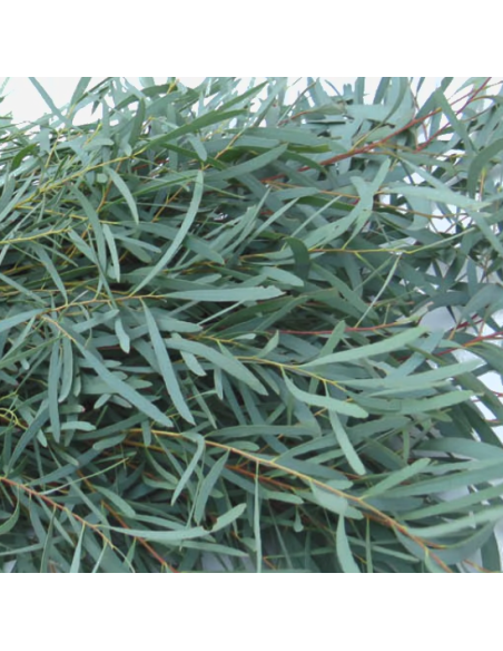 Eucalyptus Feather / Willow 5 / 10 / 15 / 20 bunches