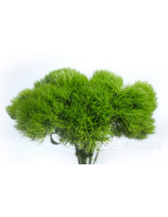 Green Trick Dianthus