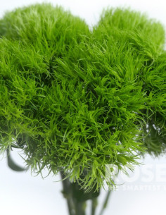 Green Trick Dianthus By the Box 120 Stems