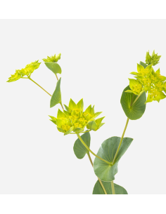 Bupleurum 120 Stems BULK BOX