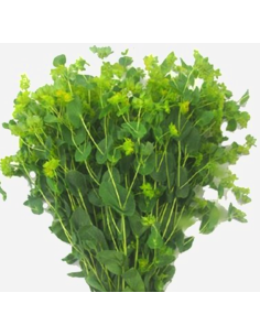 Bupleurum 120 Stems BULK BOX 2
