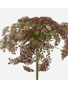 Wholesale Chocolate Queen Anne's Lace - 70 Stems Bulk Box