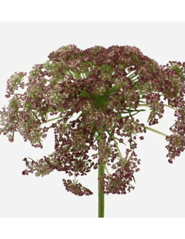 Wholesale Chocolate Queen Anne's Lace - 70 Stems Bulk Box