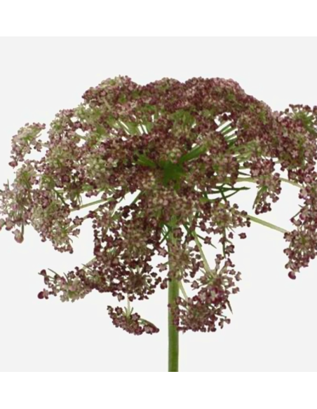 Wholesale Chocolate Queen Anne's Lace - 70 Stems Bulk Box