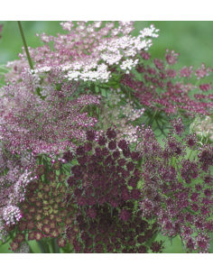 Wholesale Chocolate Queen Anne's Lace - 70 Stems Bulk Box 2