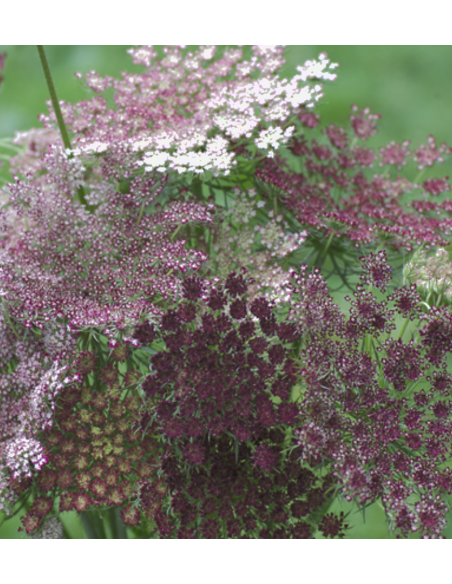 Wholesale Chocolate Queen Anne's Lace - 70 Stems Bulk Box