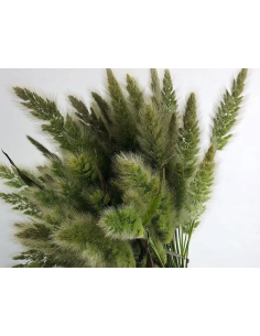 Bunny Tail "natural" 5 / 10 / 15 / 20 bunches