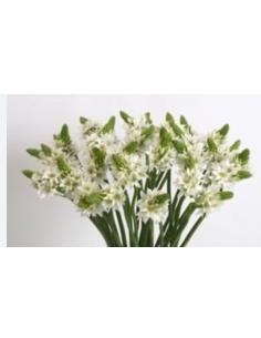 Wholesale Star of Bethlehem - Bulk Bunches (5-20 Pack) | Florasource
