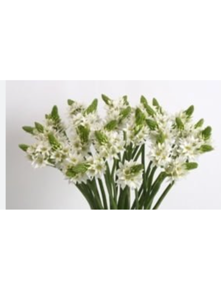 Wholesale Star of Bethlehem - Bulk Bunches (5-20 Pack) | Florasource