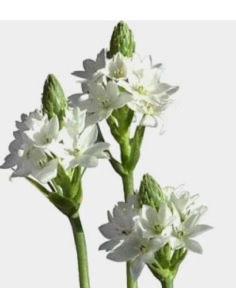 Wholesale Star of Bethlehem - Bulk Bunches (5-20 Pack) | Florasource 2
