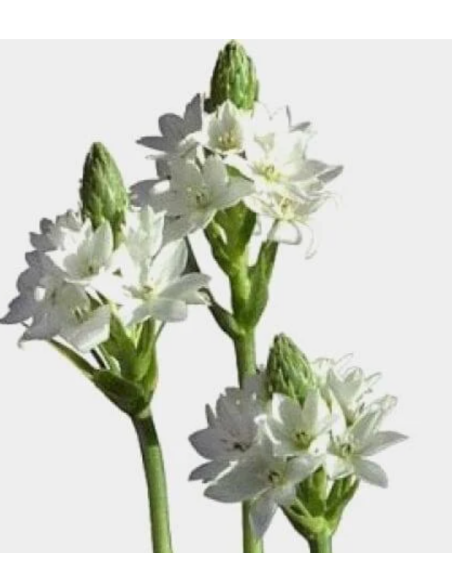 Star of Bethlehem 5 /10 / 15 / 20 bunches