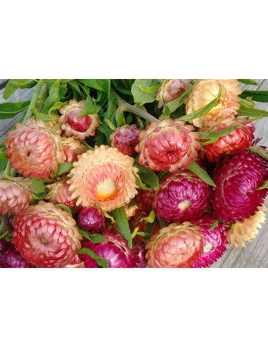 Strawflower Assorted 5 / 10 / 15 / 20 bunches for wholesale by Florasource