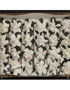 Gardenia Semi 24 Blooms