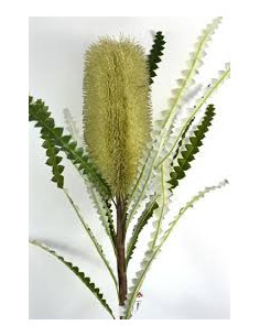 Banksia Speciosa 5 / 10 / 15 / 20  stems
