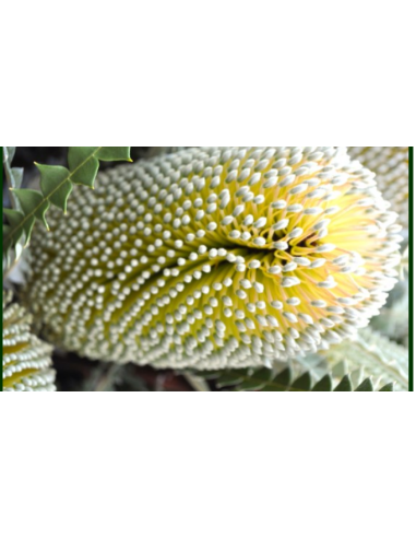 Banksia Speciosa 5 / 10 / 15 / 20  stems Banksia Speciosa 5 / 10 / 15 / 20  stems