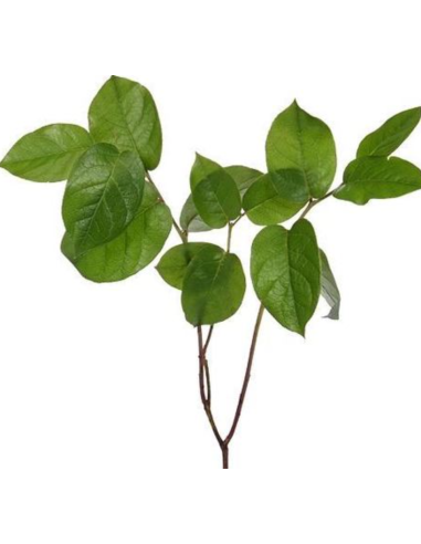Salal Tips  5 / 10 / 15 / 20 bunches Salal Tips  5 / 10 / 15 / 20 bunches