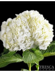 Hydrangea White