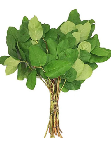 Salal Tips  5 / 10 / 15 / 20 bunches Salal Tips  5 / 10 / 15 / 20 bunches