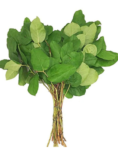 Salal Tips  5 / 10 / 15 / 20 bunches
