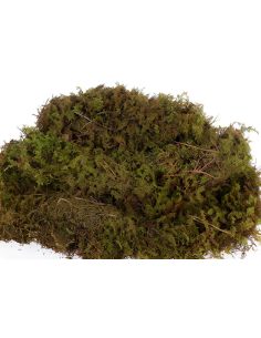 Sheet Moss – Fresh Case | Wholesale & Bulk Greenery 2
