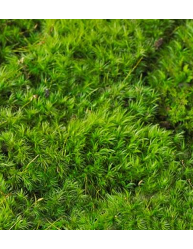 FRESH Mood Moss