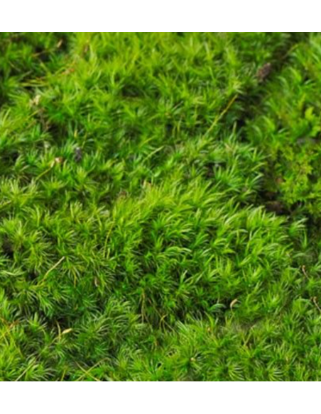 FRESH Mood Moss