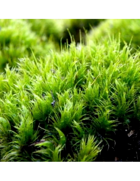 FRESH Mood Moss