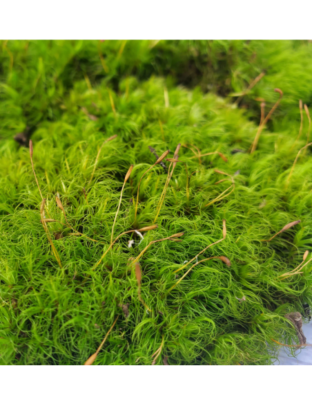 FRESH Mood Moss