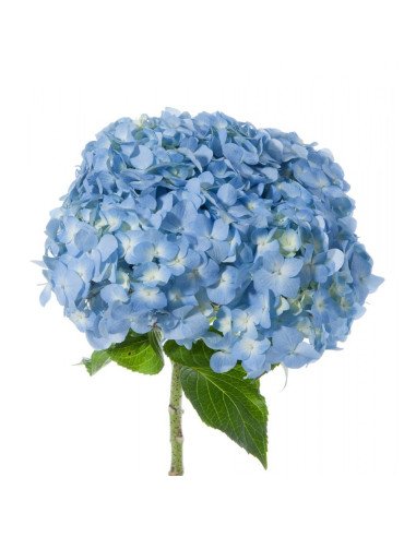 Hydrangea Blue