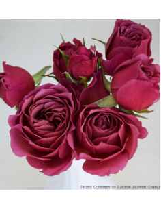 Spray Rose WABARA Sola 3 / 7 bunches