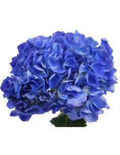 Hydrangea Shocking Blue 20 stems