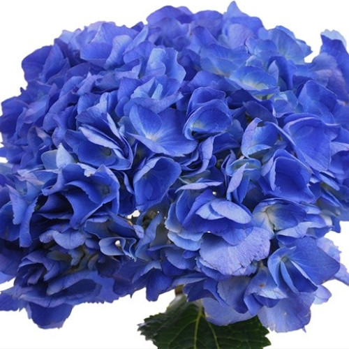 Hydrangea Shocking Blue 20 stems