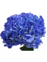 Hydrangea Shocking Blue 20 stems
