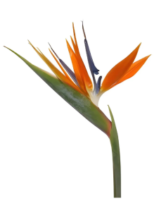 Bird of Paradise 40 Stems