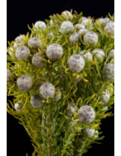 Leucadendron Galpinii "silver cone" Grey ish 5 / 10 / 15 / 20 Bunches