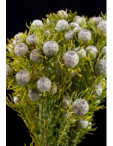 Leucadendron Galpinii "silver cone" Grey ish 5 / 10 / 15 / 20 Bunches