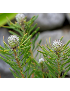 Leucadendron Galpinii "silver cone" Grey ish 5 / 10 / 15 / 20 Bunches 2