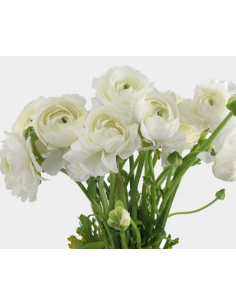 Ranunculus White 80 stems 2
