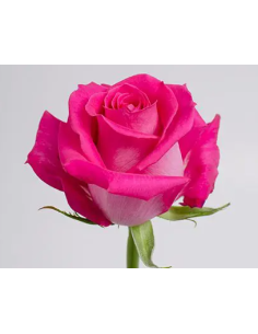 ROSE☆ROSE Topaz Hot Pink Rose 50 / 100 / 200 stems rose Q 100 stems