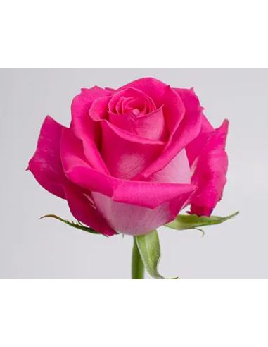 Topaz Roses | Soft Pink Premium Roses Wholesale & Bulk