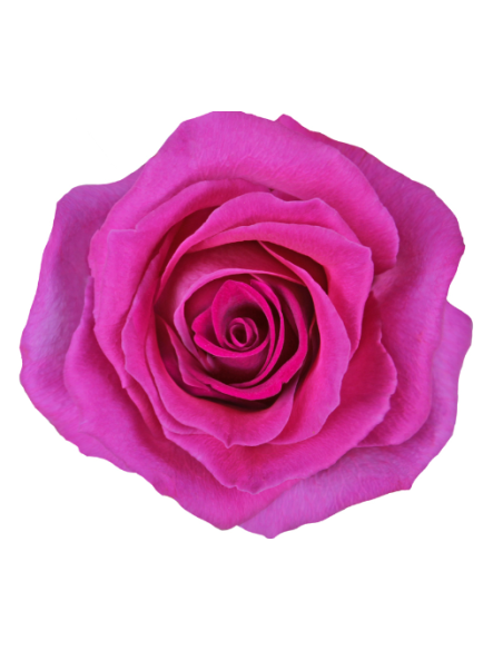 Topaz Hot Pink Rose 50 / 100 / 200 stems
